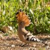 Hoopoe
